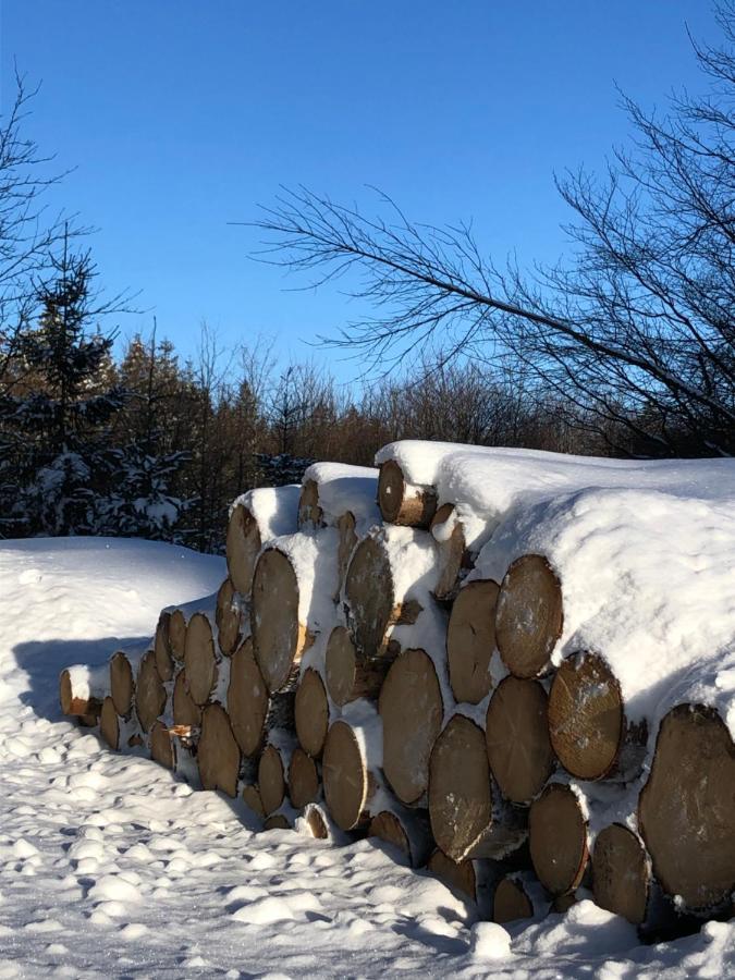 Bocksbergglueck In Hahnenklee, Endreinigung, Bezogene Betten, Handtuecher Inklusive Apartment Goslar Bagian luar foto